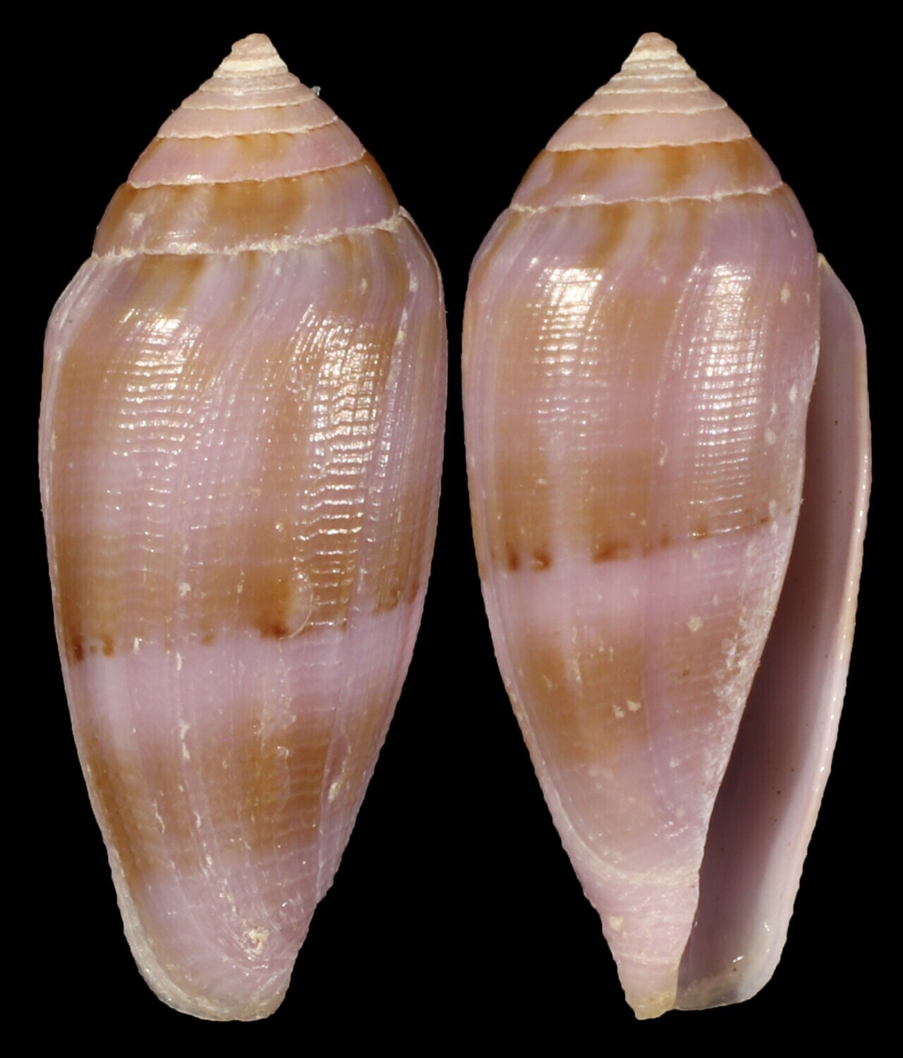 Leporiconus glans