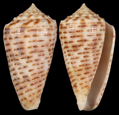 Phasmoconus cebuensis