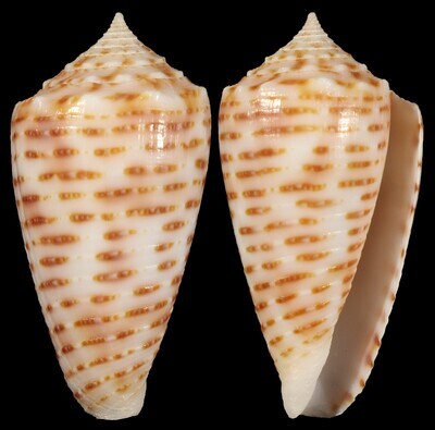 Phasmoconus cebuensis