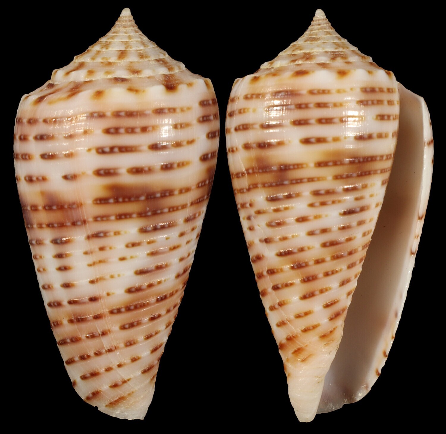 Phasmoconus cebuensis