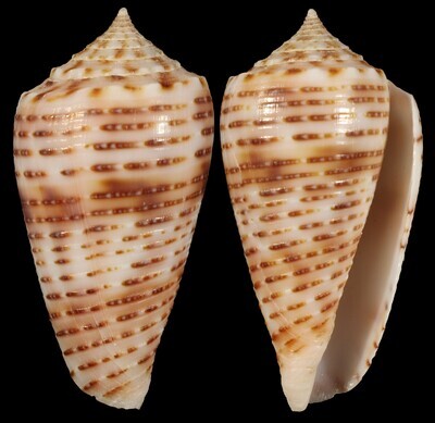 Phasmoconus cebuensis