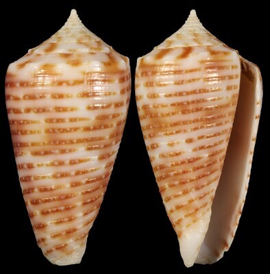 Phasmoconus cebuensis