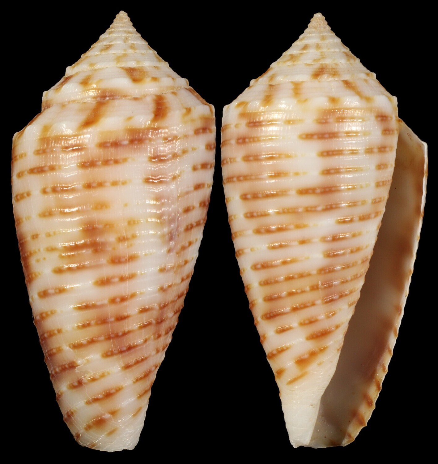 Phasmoconus cebuensis