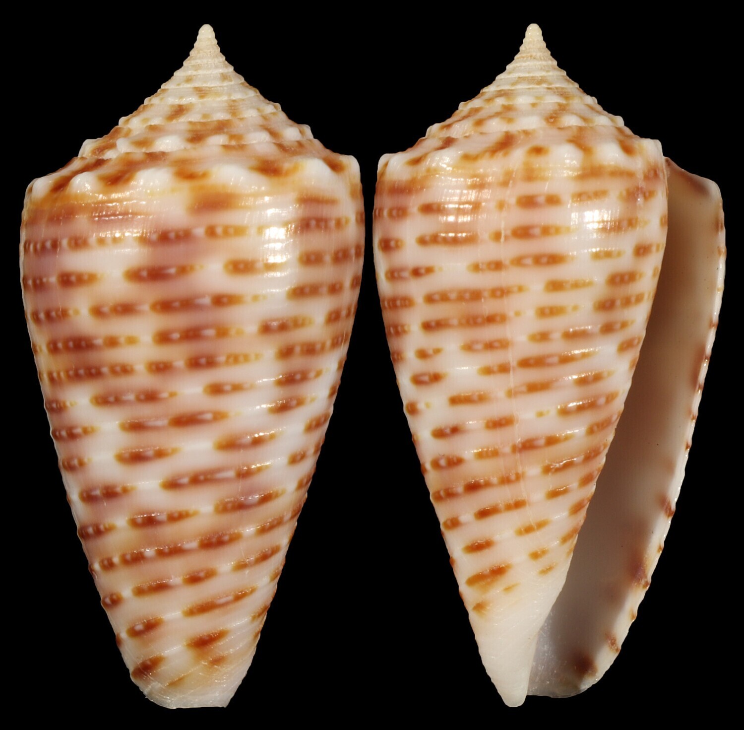 Phasmoconus cebuensis