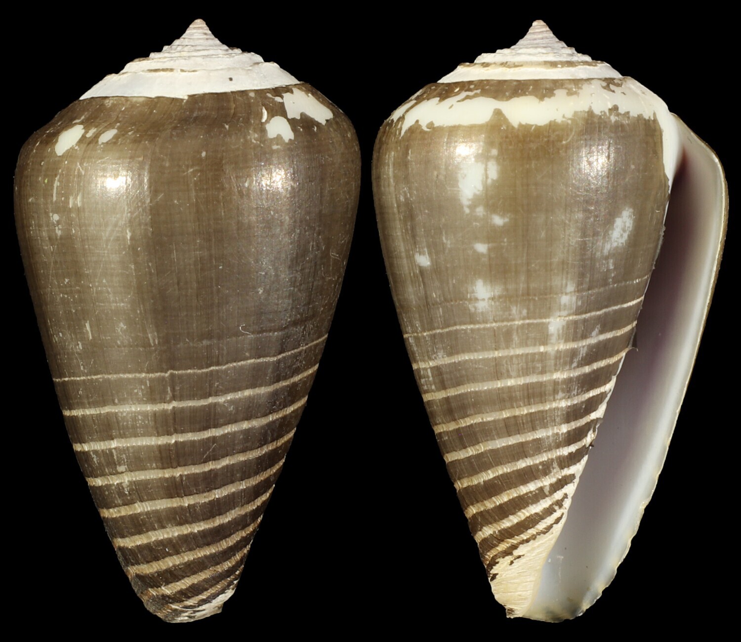 Phasmoconus parius - Perio