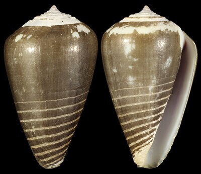 Phasmoconus parius - Perio