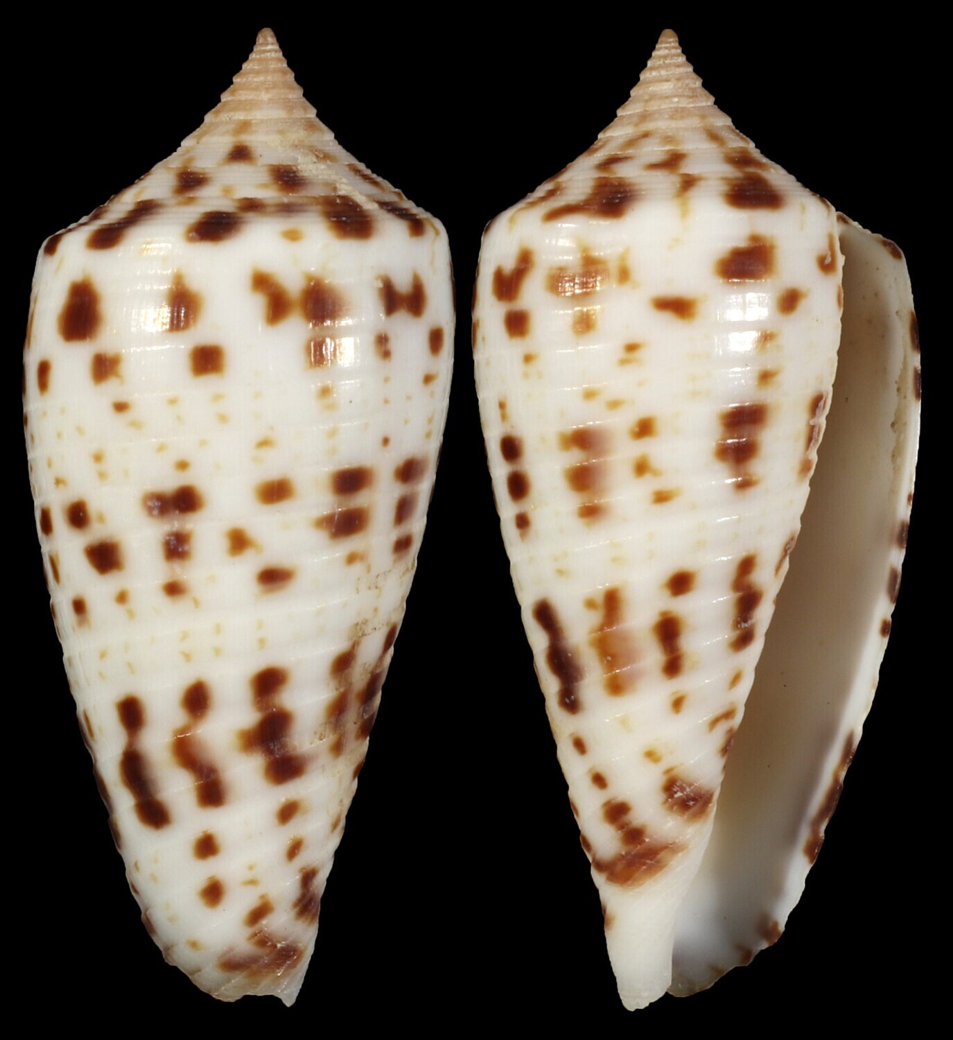Phasmoconus zapatosensis