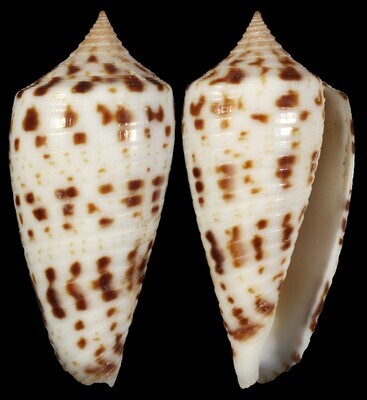 Phasmoconus zapatosensis