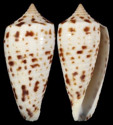 Phasmoconus zapatosensis