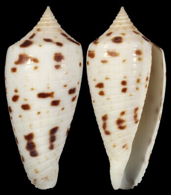 Phasmoconus zapatosensis