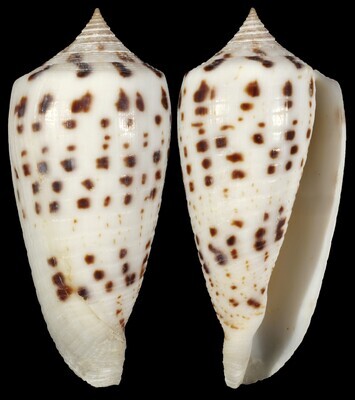 Phasmoconus zapatosensis