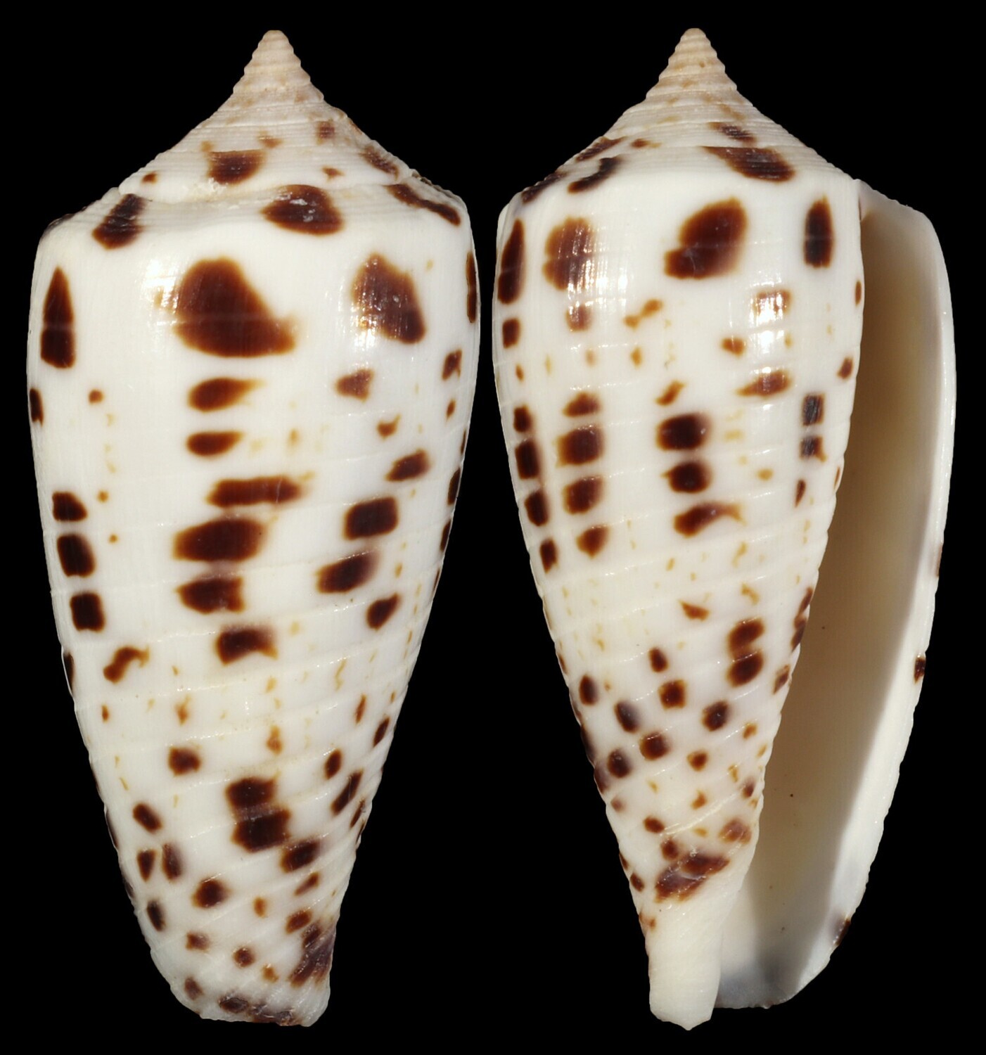 Phasmoconus zapatosensis