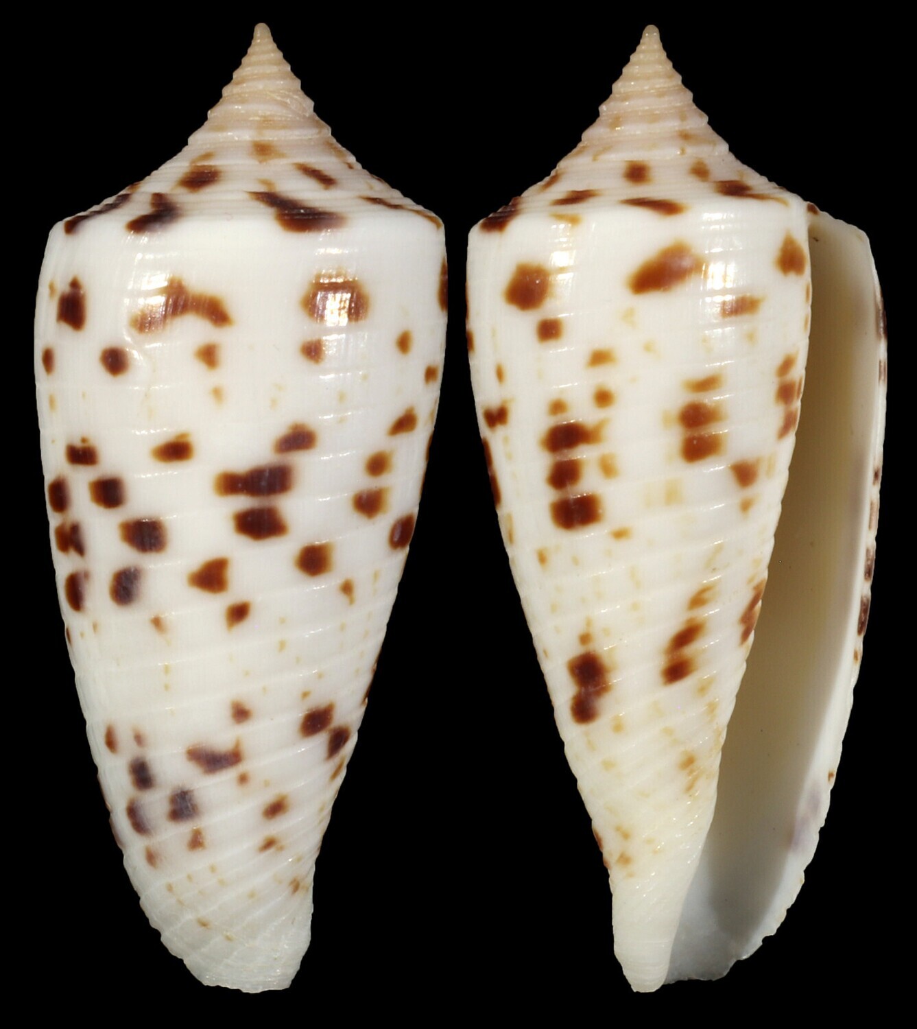 Phasmoconus zapatosensis