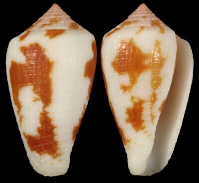 Pionoconus robini