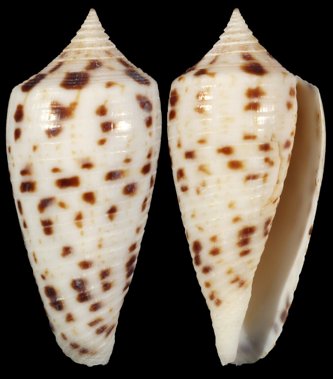 Phasmoconus zapatosensis