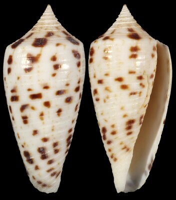 Phasmoconus zapatosensis