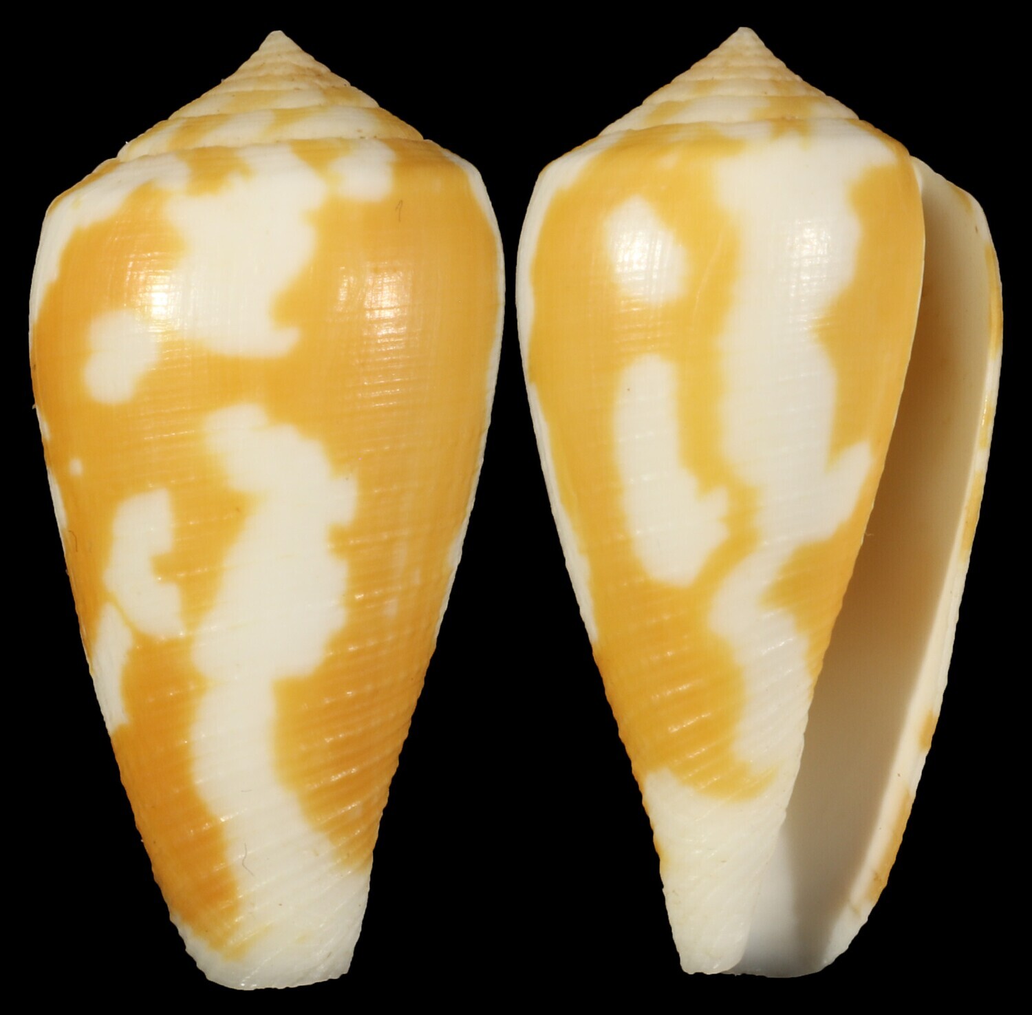 Pionoconus robini