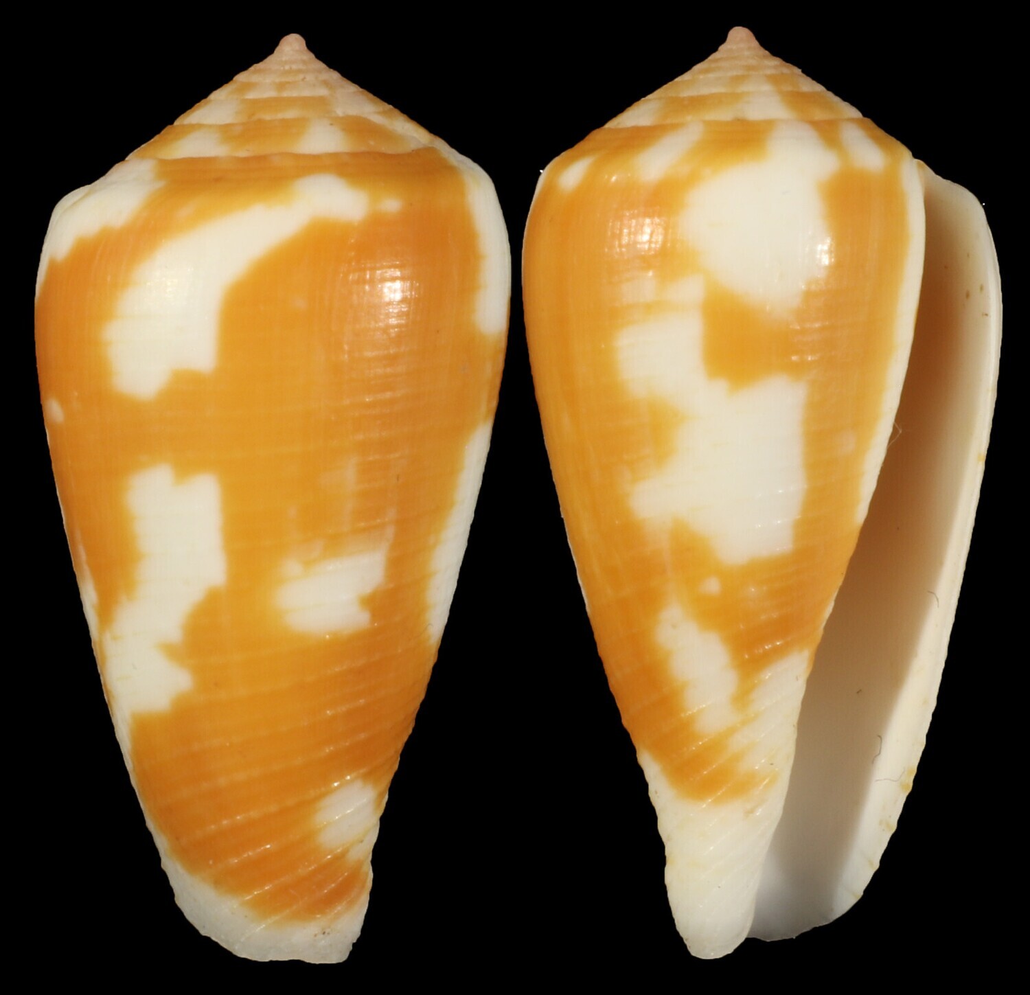 Pionoconus robini
