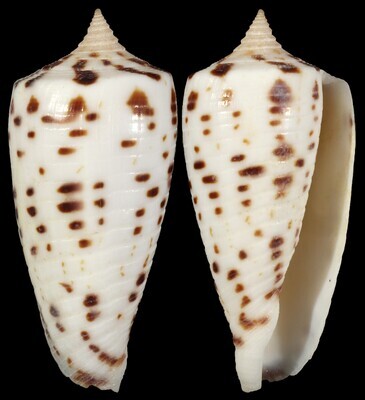 Phasmoconus zapatosensis