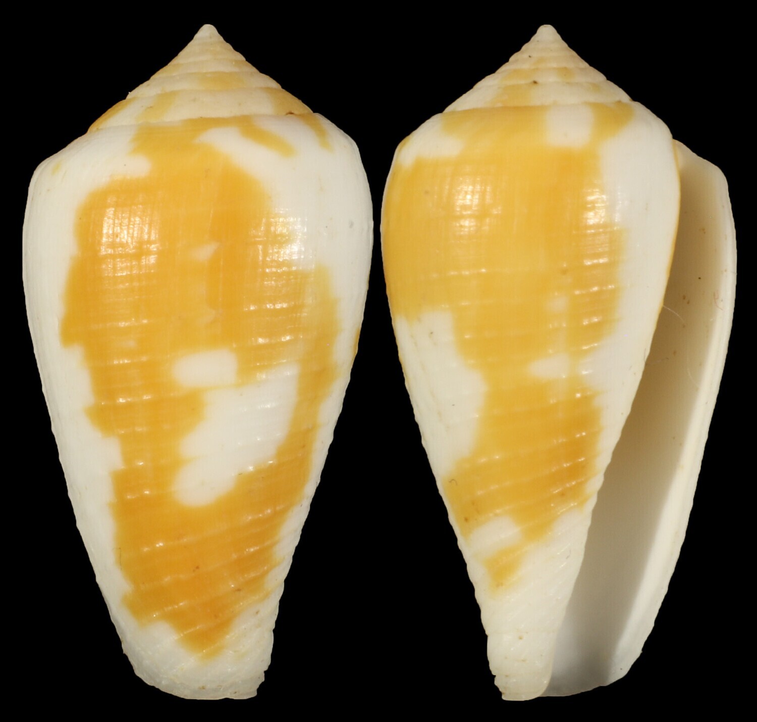 Pionoconus robini