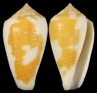 Pionoconus robini