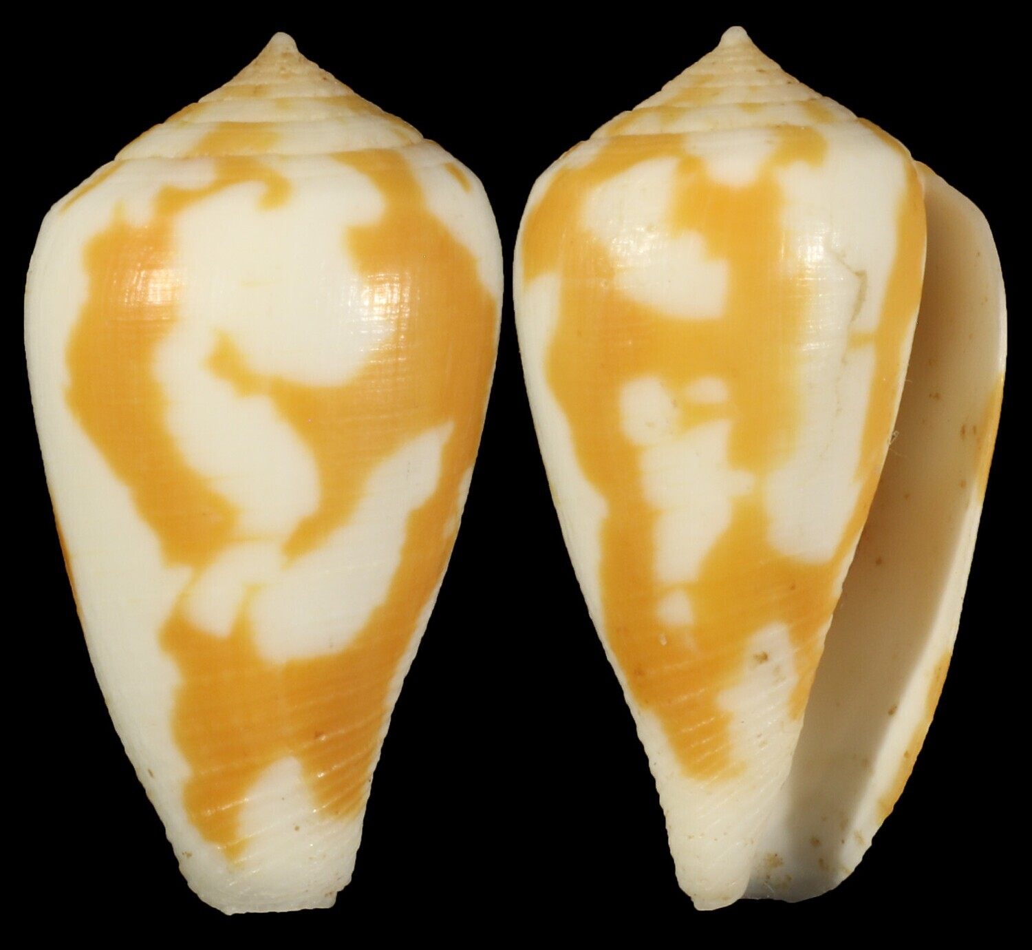 Pionoconus robini