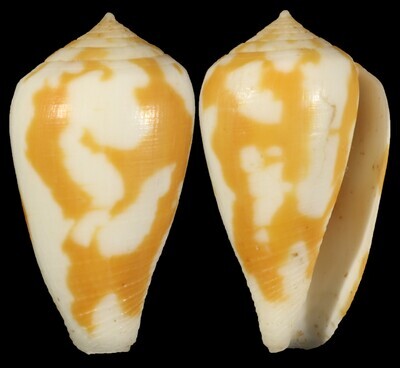 Pionoconus robini