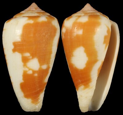 Pionoconus robini