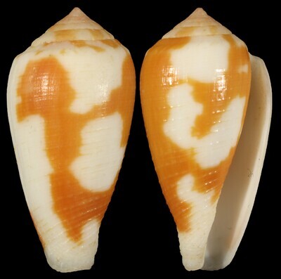 Pionoconus robini