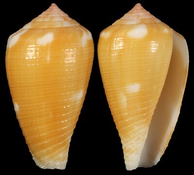 Pionoconus robini