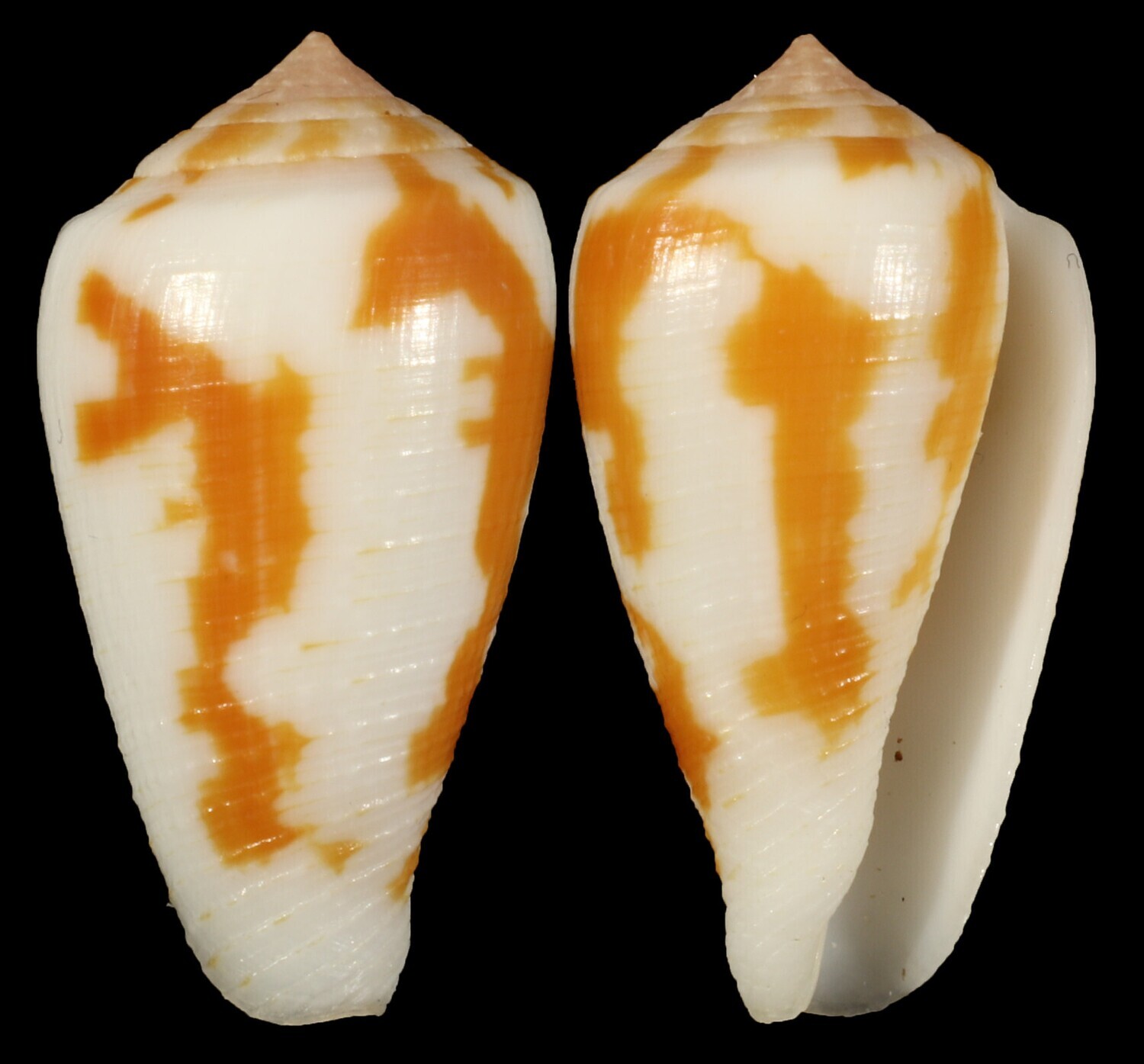 Pionoconus robini