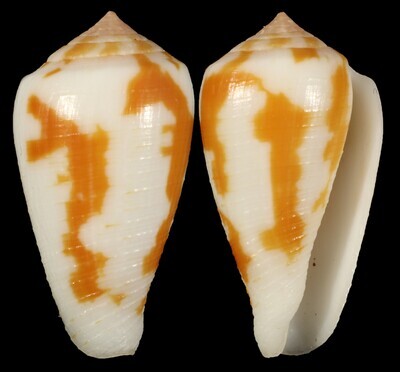 Pionoconus robini
