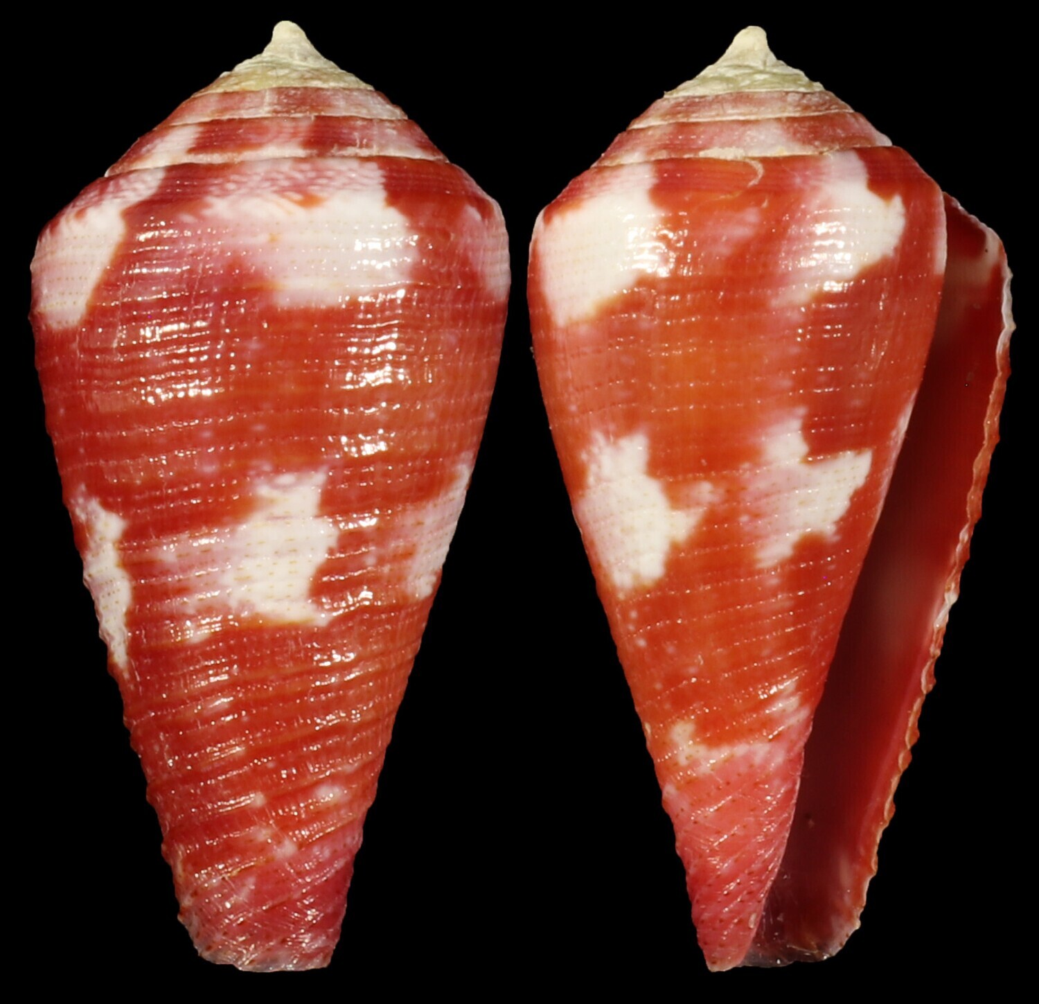 Rhizoconus pertusus