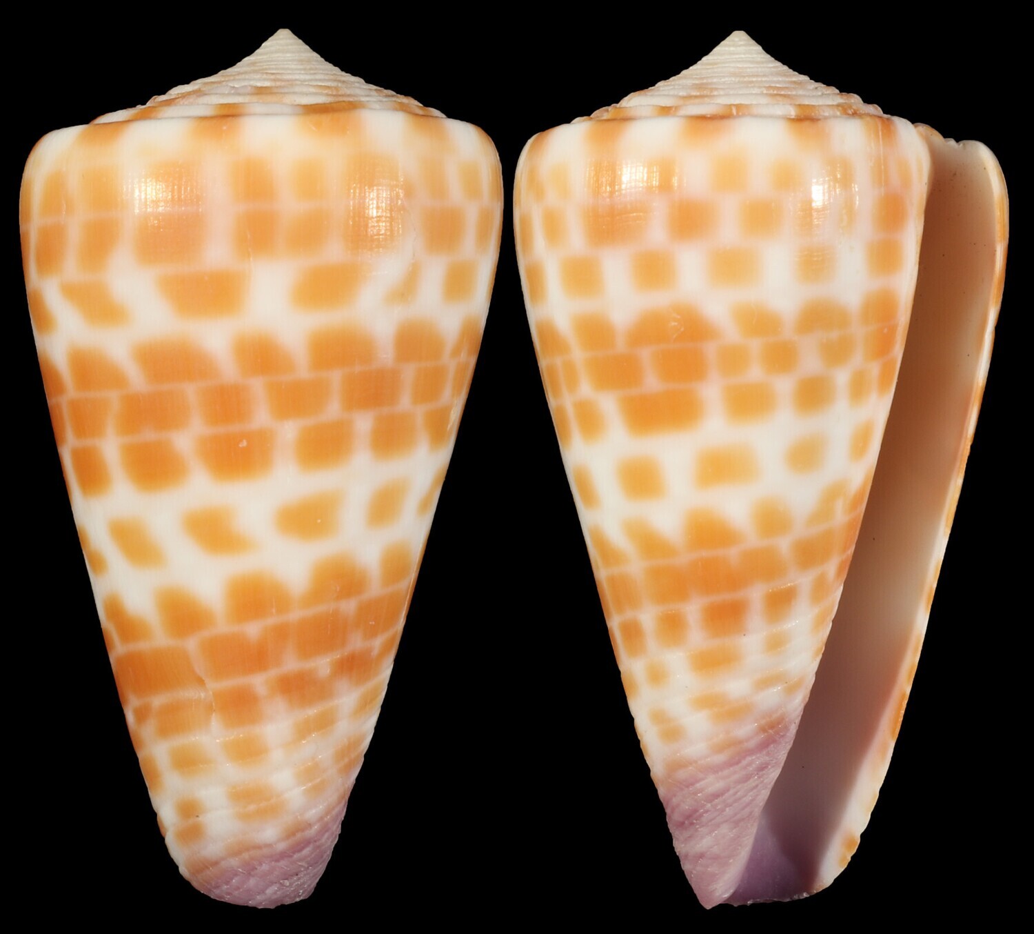 Tesselliconus tessulatus aff.