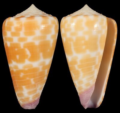 Tesselliconus tessulatus aff.