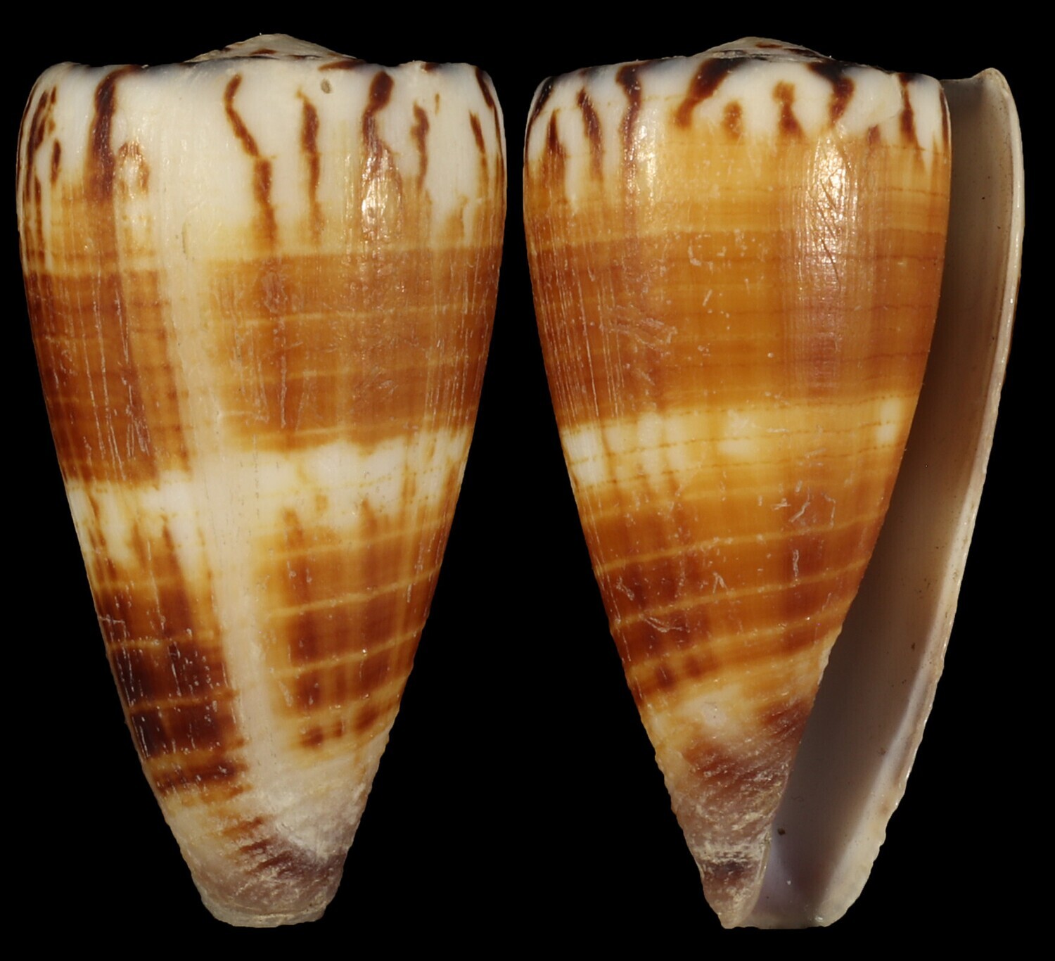 Strategoconus planorbis