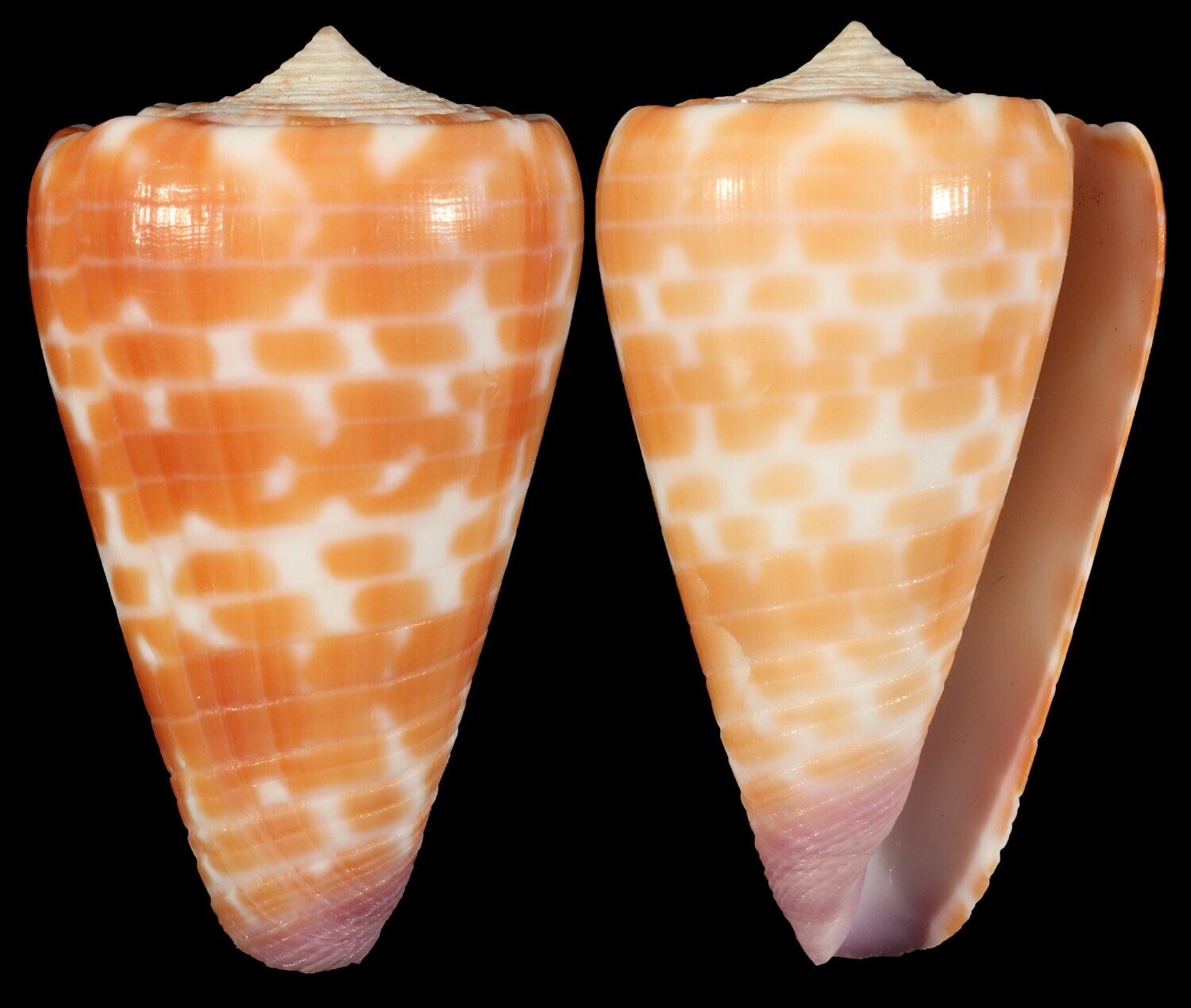 Tesselliconus tessulatus aff.