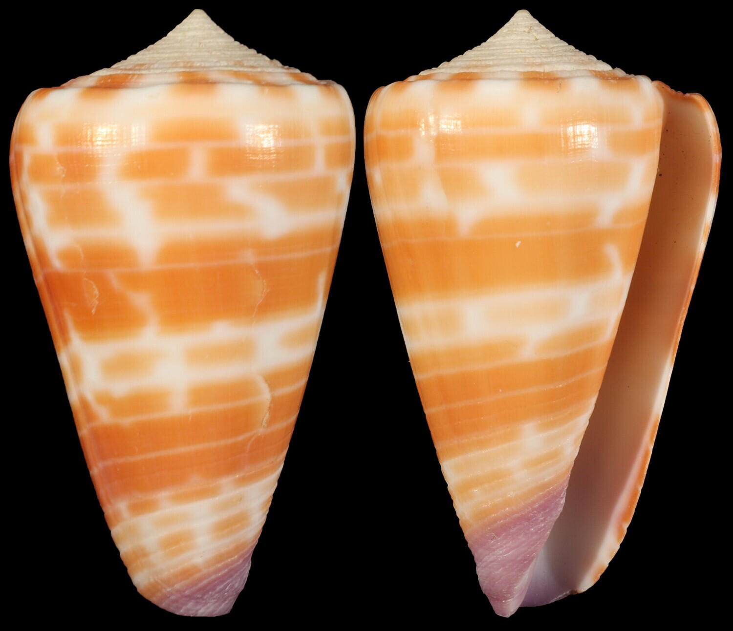 Tesselliconus tessulatus aff.