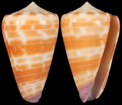 Tesselliconus tessulatus aff.