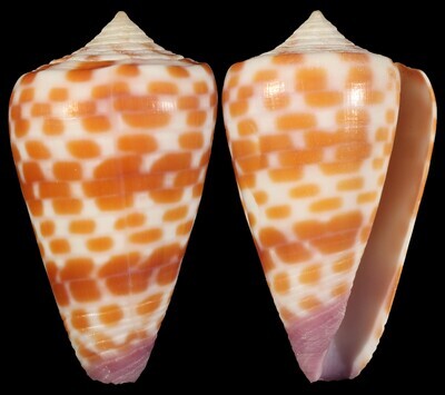 Tesselliconus tessulatus aff.