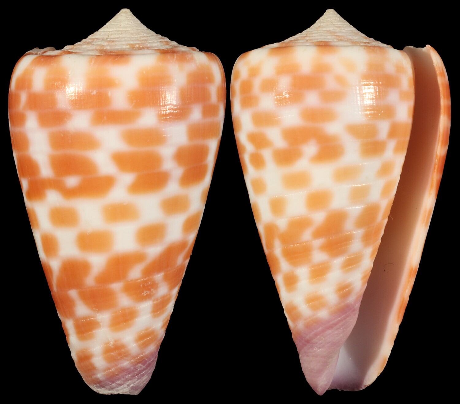 Tesselliconus tessulatus aff.