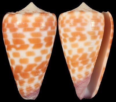 Tesselliconus tessulatus aff.