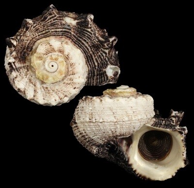 Angaria incisa - Big