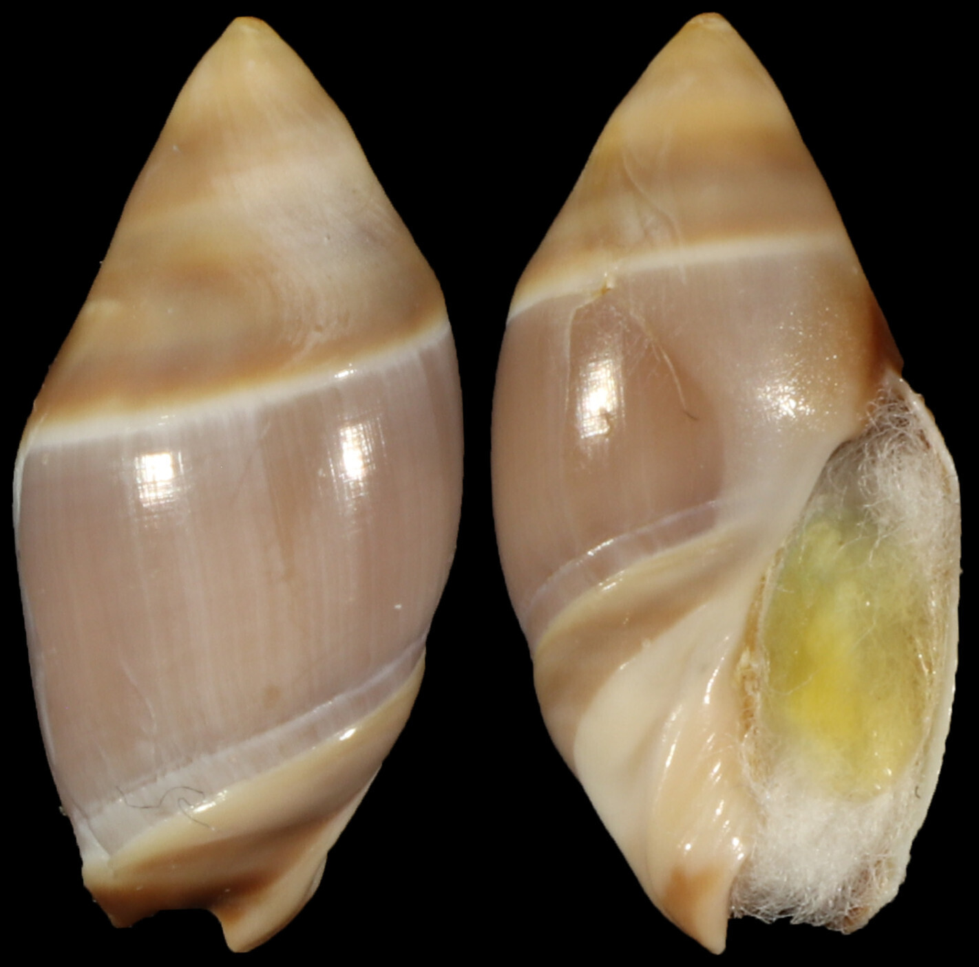 Amalda australis