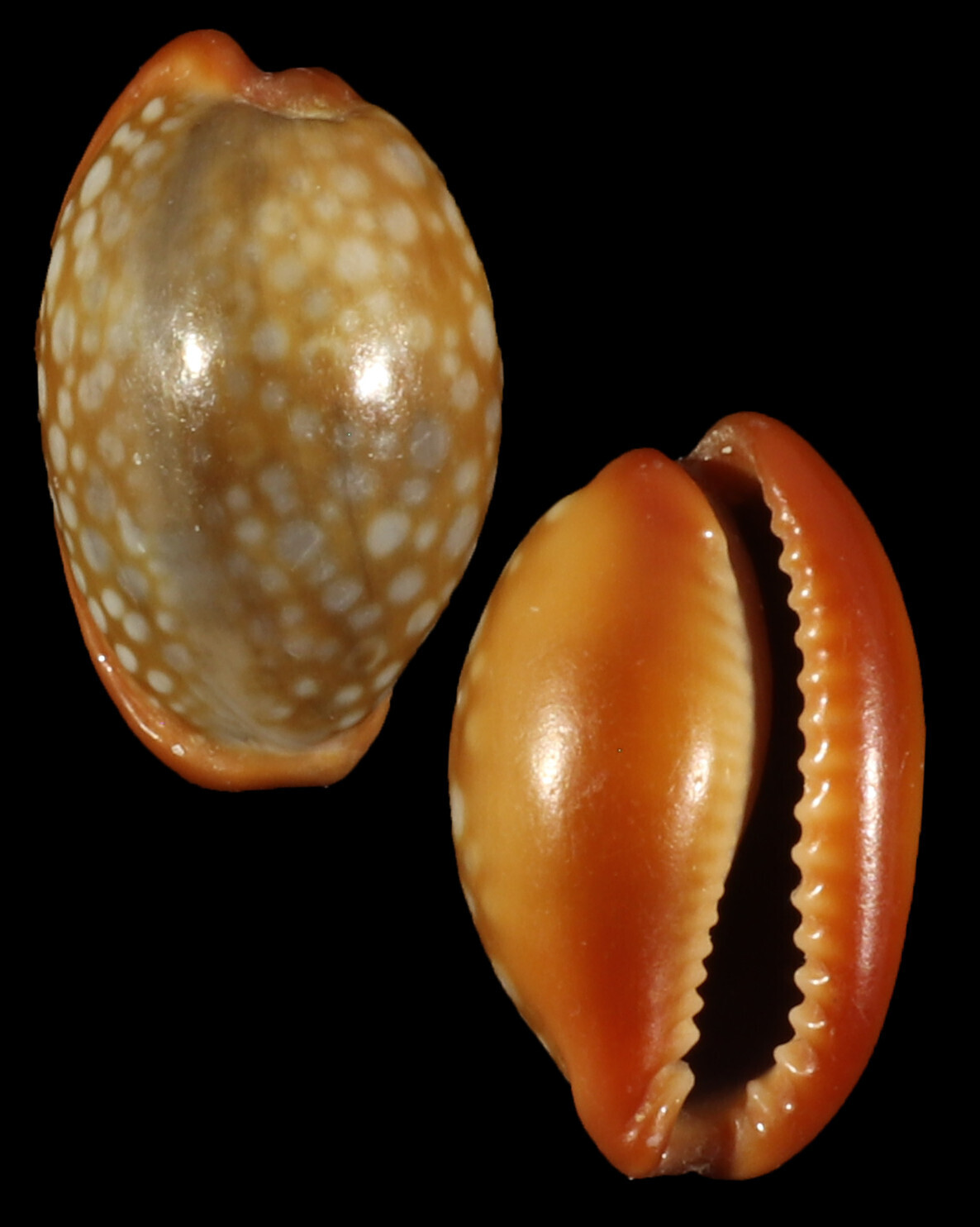 Naria citrina dauphinensis