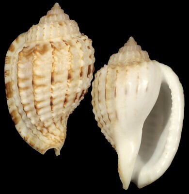 Morum teramachii