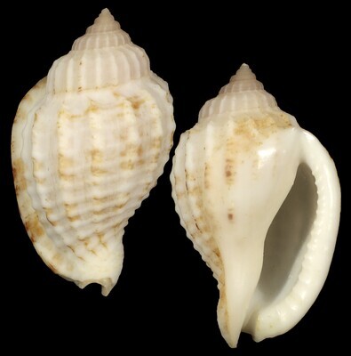 Morum teramachii