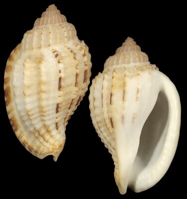 Morum teramachii