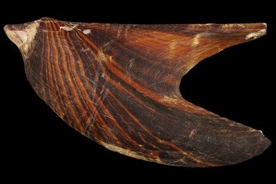 Pteriidae