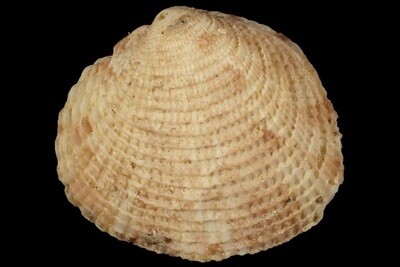 Timoclea costillifera